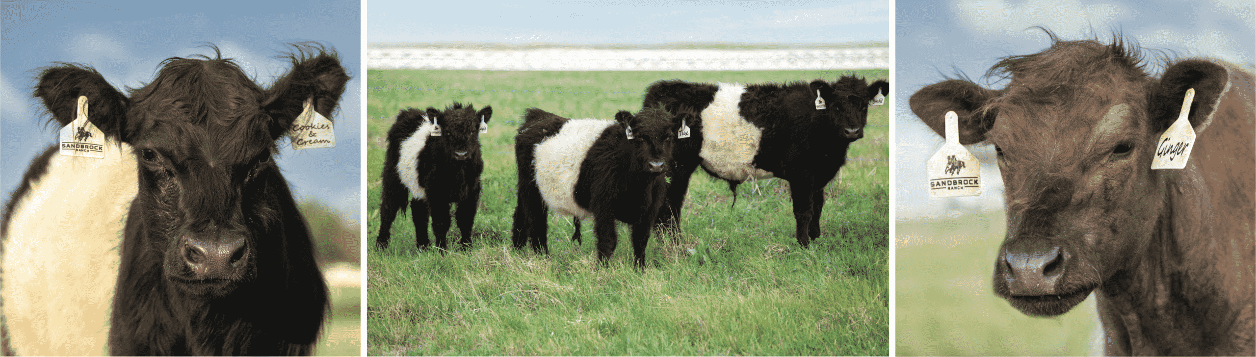 sandbrock oreo cows